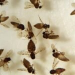 CONFIRMADO: Primeiro caso de virose Oropouche em Itaperuna