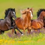 Itaperuna: Expo do Cavalo acontece em abril e deve reforçar agricultura regional