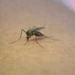 Natividade confirma o primeiro caso de febre Oropuche; Porciúncula lidera a região com 52 casos