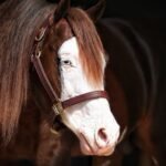 Cavalo Brasileiro Quebra Recorde Mundial e é Vendido por R$ 100 Milhões em Leilão Luxuoso