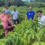 Cardoso Moreira se destaca e caminha para ser um dos maiores produtores de café do Estado do Rio de Janeiro