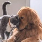 ‘RG Animal’: veja o passo a passo de como criar o documento gratuito para cães e gatos