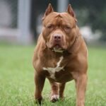 Idosa de 77 anos é atacada por pitbull e contém o animal até chegada dos Bombeiros em Leopoldina (MG)