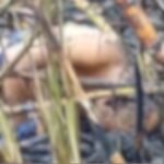Homem de 60 anos morre queimado em canavial da Usina Nova Canabrava, em Campos dos Goytacazes (RJ)