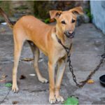 Deputados aprovam multa a quem acorrentar cães e gatos de forma inadequada