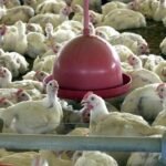 Brasil tem 1º caso de gripe aviária em granja comercial, diz governo