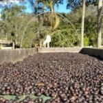 Expo Café Varre-Sai 2025 movimenta R$ 23 milhões e registra crescimento de 60% em negócios