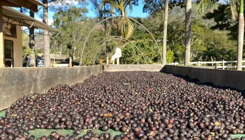 Expo Café Varre-Sai 2025 movimenta R$ 23 milhões e registra crescimento de 60% em negócios