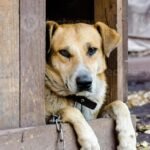 Tarcísio sanciona lei que proíbe manter animais presos em corrente em SP