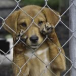 Lei no Rio obriga agressores de animais a arcarem com despesas