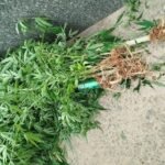 Laudo é negativo para pés de maconha apreendidos em Porciúncula (RJ)