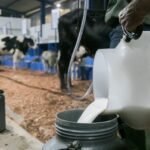 Já estão abertas as inscrições para a Copa Estadual do Leite de Italva (RJ)