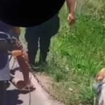 Homem é preso por maus-tratos contra cachorro em São João da Barra (RJ)