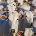 Brasil deixa EUA para trás e lidera produção de carne bovina em 2025