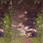 Cachorro é encontrado amarrado com arame farpado e abandonado para morrer em Piúma (ES)