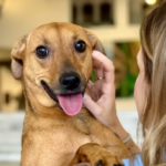 Governador de São Paulo Tarcísio sanciona lei que autoriza sepultamento de pets em jazigos familiares