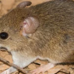 Minas Gerais registra 1ª morte por hantavírus no Brasil, em 2026