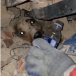 Corpo de Bombeiros Resgata Animal Vivo Sob Escombros na Venezuela