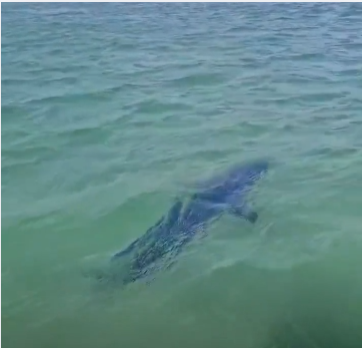 Tubarão-mako é avistado no Canal do Itajuru, em Cabo Frio (RJ)