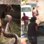 Jiboia de cerca de dois metros é encontrada em quintal e ganha apelido de “Hexa” em Vitória (ES)