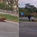 Homem é flagrado puxando onça-parda pelo rabo em rodovia no interior de São Paulo