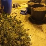 Mulher é presa após polícia descobrir laboratório clandestino de cultivo de maconha em Cariacica (ES)
