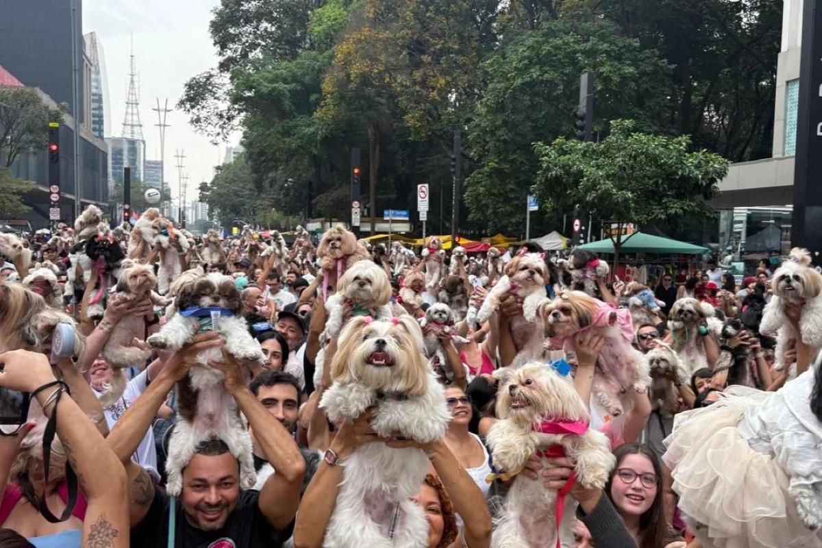 Mais de mil shih tzus participam de encontro na Avenida Paulista, em São Paulo