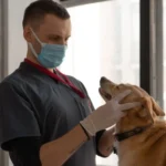 Espírito Santo vai ter primeiro hospital público veterinário; veja os serviços oferecidos