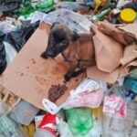 Cachorro é resgatado de lixão em Minas Gerais; Polícia Civil investiga possível abandono