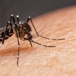 Minas Gerais se prepara para novo surto de dengue em 2027; governo aposta em tecnologia, vacina e capacitação