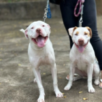 Prefeitura de Muriaé promove Mutirão de Castração Gratuita de cães e gatos em novembro