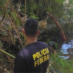 Polícia Federal apreende balsas de extração ilegal de ouro no Rio Muriaé, em Itaperuna (RJ)