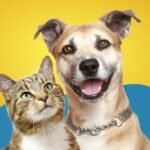 Itaperuna realiza vacinação antirrábica para cães e gatos neste sábado (10)