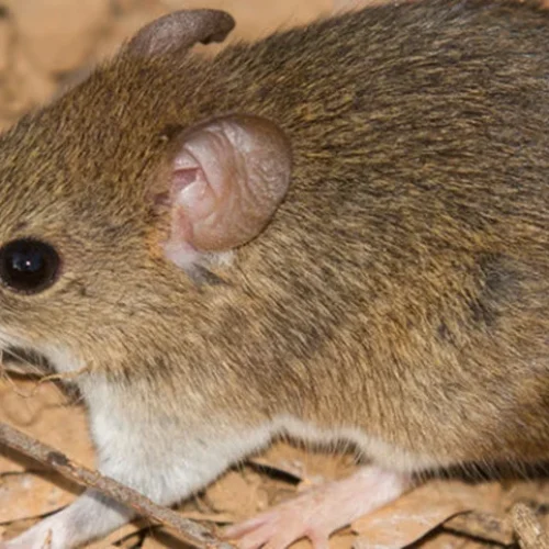 Minas Gerais registra 1ª morte por hantavírus no Brasil, em 2026