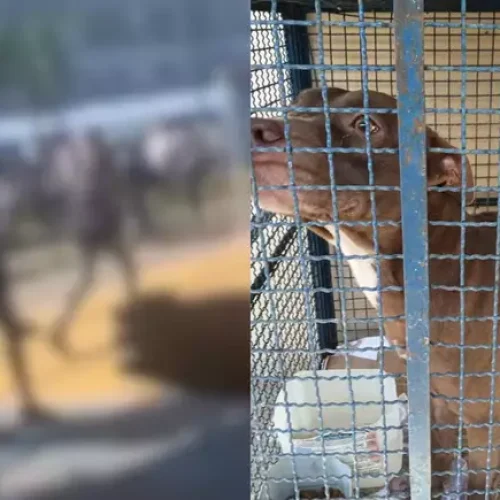 Pitbull invade escola e ataca crianças no Rio de Janeiro; seis alunos ficaram feridos