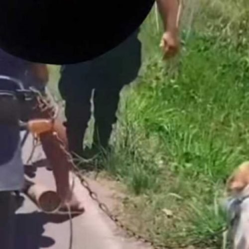 Homem é preso por maus-tratos contra cachorro em São João da Barra (RJ)