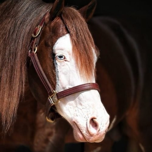 Cavalo Brasileiro Quebra Recorde Mundial e é Vendido por R$ 100 Milhões em Leilão Luxuoso