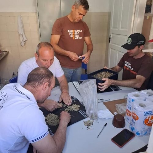 Café de Santa Clara se prepara para representar Porciúncula na Semana Internacional do Café