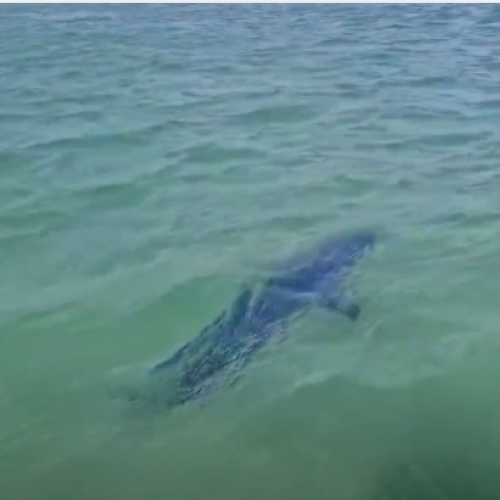 Tubarão-mako é avistado no Canal do Itajuru, em Cabo Frio (RJ)
