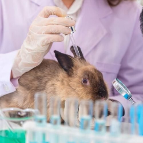 Câmara aprova projeto que proíbe uso de animais em testes de cosméticos