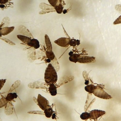 CONFIRMADO: Primeiro caso de virose Oropouche em Itaperuna