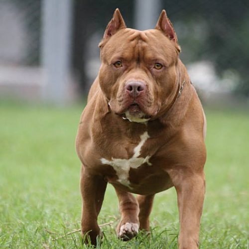 Idosa de 77 anos é atacada por pitbull e contém o animal até chegada dos Bombeiros em Leopoldina (MG)
