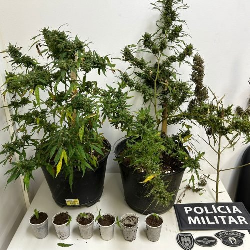 Polícia encontra plantação de maconha no centro de Guaçuí (ES)