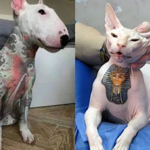 Governo sanciona lei que proíbe tatuagens e piercings com fins estéticos em cães e gatos