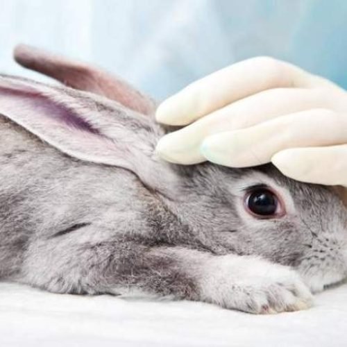 Lei que proíbe uso de animais em testes de cosméticos e outros produtos é sancionada pelo governo
