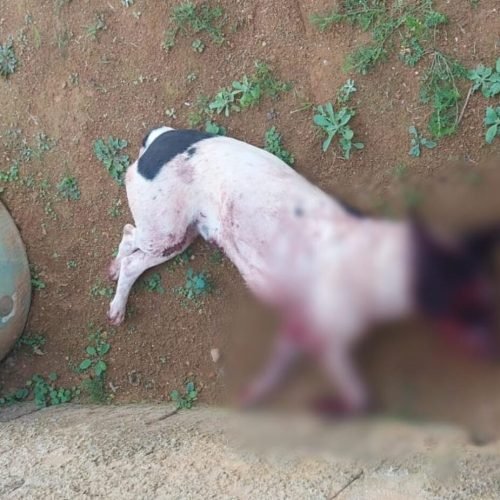 Cadela morre após ser agredida e homem é preso por maus-tratos em Dores do Rio Preto (ES)