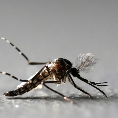 Anvisa autoriza produção nacional de vacina contra chikungunya desenvolvida pelo Instituto Butantan