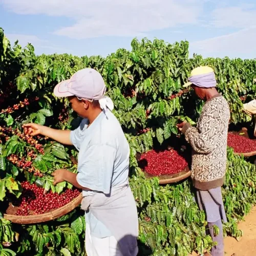 Espirito Santo: cultivo de café criou mais de 60% das vagas de emprego no estado