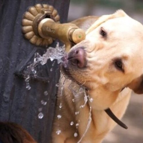 Bebedouros para animais devem instalados em espaços públicos Rio de Janeiro