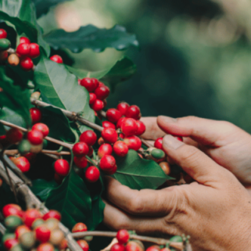 Prefeitura de Porciúncula anuncia a criação da Secretaria de Desenvolvimento da Cafeicultura